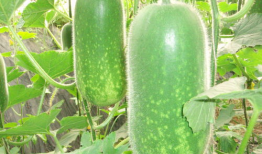 三观炸裂吃瓜爆料每日大瓜,揭秘娱乐圈惊人内幕